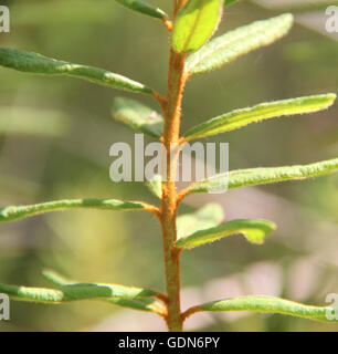 Ledum Palustre Pflanze im Wald, Nahaufnahme Stockfoto