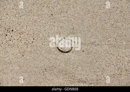 Kleine transparente Qualle auf Sand hautnah Stockfoto