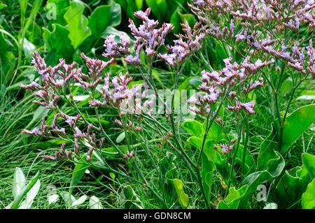 Nahaufnahme von Strandflieder Limonium Vulgare wächst Om Burry Estuary Carmarthenshire Wales Stockfoto