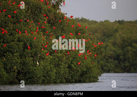 Scarlet Ibis (Eudocimus Kautschuk) Stockfoto