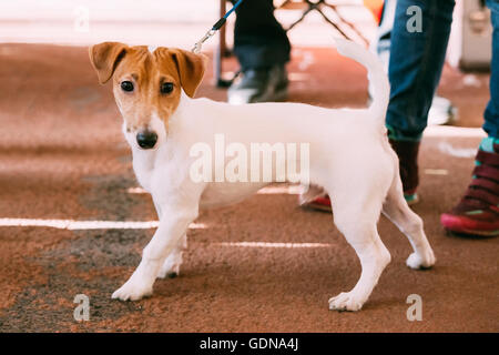 Junge Jack Russell Terrier Hund am Boden. Kleine terrier Stockfoto