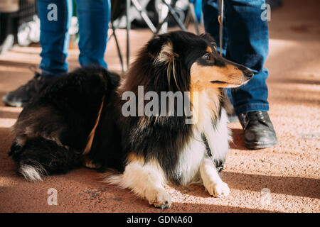 Junge Shetland Sheepdog, Sheltie, Collie Hund am Boden Stockfoto