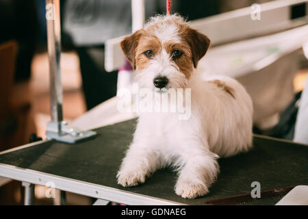 Schöne junge rau beschichtet Jack-Russell-Terrier Hund. Kleine terrier Stockfoto