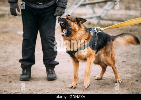 Bellen Angry German Shepherd Dog Training Stockfoto