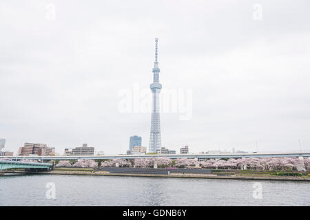 Kirschblüte in Asakusa, Sumida-Fluss, Tokyo, Japan Stockfoto