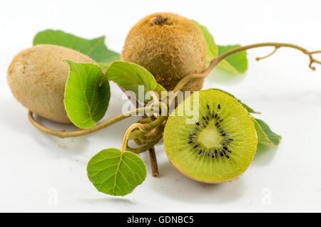 Frisch gepflückten Kiwi mit Ast und Blättern auf weißem Hintergrund Stockfoto