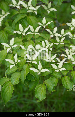 Cornus Kousa Tsukubanomine. Chinesischer Hartriegel Baum in Blüte Stockfoto