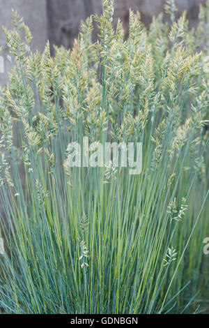 Festuca Glauca "Intensives Blau". Blau-Schwingel "Intensives Blau". Festuca Glauca 'Casblue' Rasen in Blüte Stockfoto