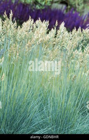 Festuca Glauca "Intensives Blau". Blau-Schwingel "Intensives Blau". Festuca Glauca 'Casblue' Rasen in Blüte Stockfoto