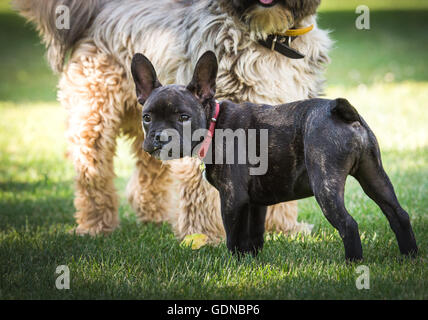 Französische Bulldogge und Tibet Terrier in Freundschaft Stockfoto