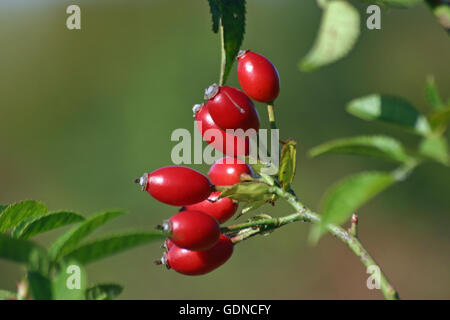 Rosenstrauss rote Heckenrose (Rosa Canina) Hüften Stockfoto