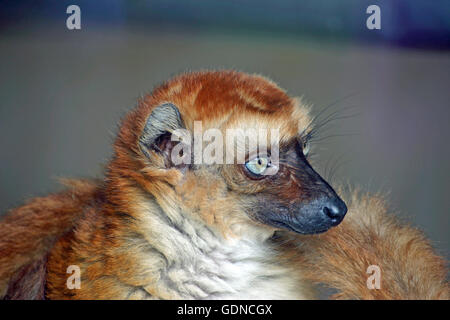 Blau-gemusterte schwarze lemur Stockfoto