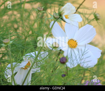 weißen Kosmos Blume Stockfoto