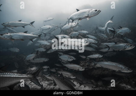 Große Tarpon (Megalops Atlanticus) versammeln sich um Riffe, Xcalak, Quintana Roo, Mexiko Stockfoto