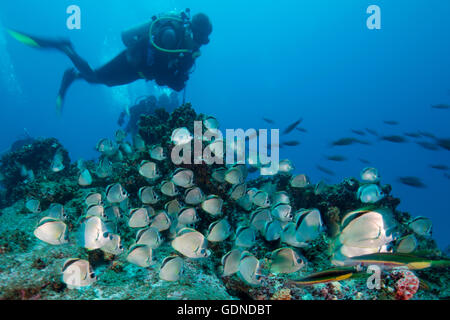 Scuba Diver beobachtet große Schule von Barbier Fisch, Insel Socorro, Colima, Mexiko Stockfoto