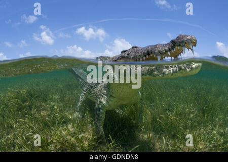 Amerikanisches Krokodil mit Blick vom seichten Wassern von Chinchorro-Atoll-Biosphären-Reservat, Quintana Roo, Mexiko Stockfoto