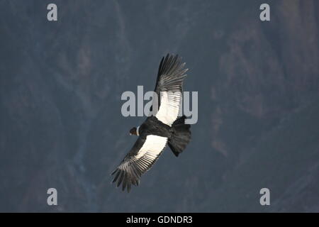 Erwachsenen südamerikanische Condor gleiten auf einem Thermikfliegen über das Heilige Tal in Peru Stockfoto