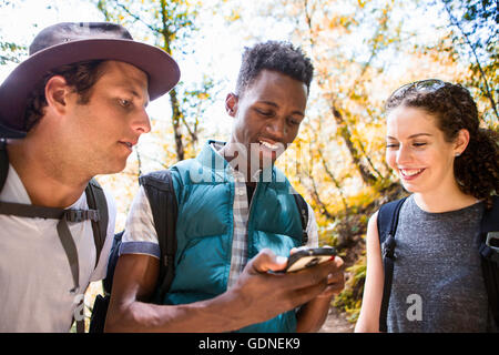Drei junge Erwachsene Wanderer Blick auf Smartphone GPS im Wald, Arcadia, Kalifornien, USA Stockfoto