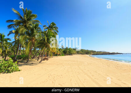 Golden Beach und Palm Tree am Hulopo'e Beach Park, Lanai Island, Hawaii, USA Stockfoto