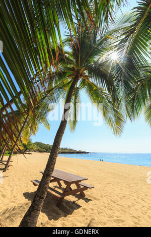 Golden Beach und Palm Tree am Hulopo'e Beach Park, Lanai Island, Hawaii, USA Stockfoto