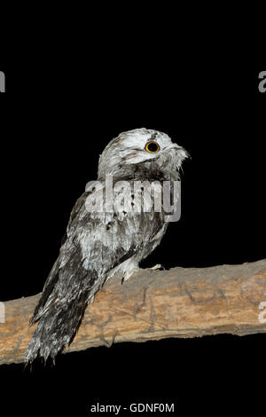 Nördlichen Potoo Nyctibius Jamaicensis Mexicanus San Blas, Nayarit, Mexiko 6 Juni unreifen Nyctibiidae Stockfoto