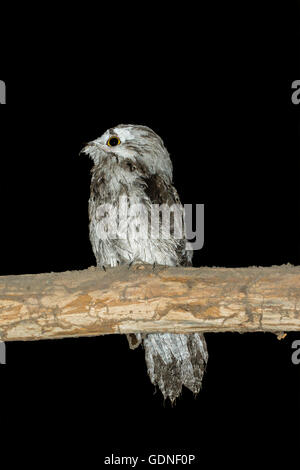 Nördlichen Potoo Nyctibius Jamaicensis Mexicanus San Blas, Nayarit, Mexiko 6 Juni unreifen Nyctibiidae Stockfoto