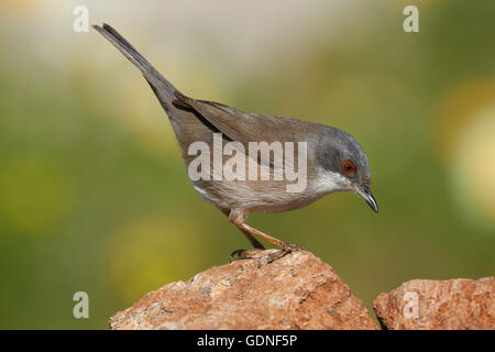 Samtkopfgrasmücke (Sylvia Melanocephala), Weiblich, Benalmadena, Malaga, Andalusien, Spanien Stockfoto