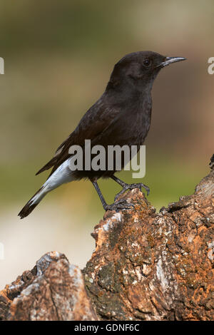 Schwarz, Steinschmätzer (Oenanthe Leucura), Männlich, Benalmadena, Malaga, Spanien, Andalusien Stockfoto