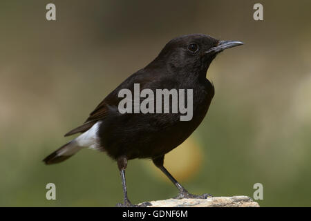 Schwarz, Steinschmätzer (Oenanthe Leucura), Männlich, Benalmadena, Malaga, Spanien, Andalusien Stockfoto