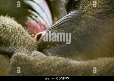 Mandrillo (Mandrillus Sphinx) Stockfoto