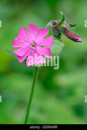 Rote Campion - Silene Dioica Blume & Knospe vor diffusem Hintergrund Stockfoto