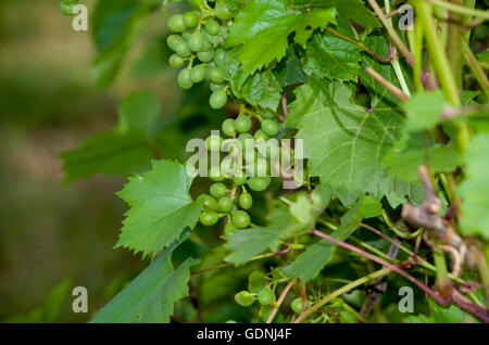 Trauben grün auf einem Busch unreife, ein Busch, ein Garten, Berry, Essen, Gartenarbeit, Trauben, grün, Blätter, auf einem Ast Stockfoto