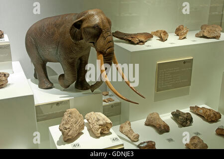 Ausstellung der Überreste gefunden in der Cueva del Angel Kluft, Condes de Santa Ana Palast, Lucena, Cordoba Provinz, Spanien, Europa Stockfoto