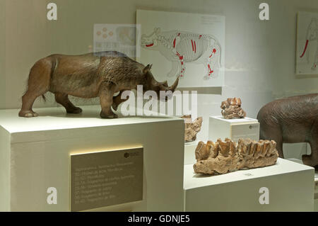 Ausstellung der Überreste gefunden in der Cueva del Angel Kluft, Condes de Santa Ana Palast, Lucena, Cordoba Provinz, Spanien, Europa Stockfoto