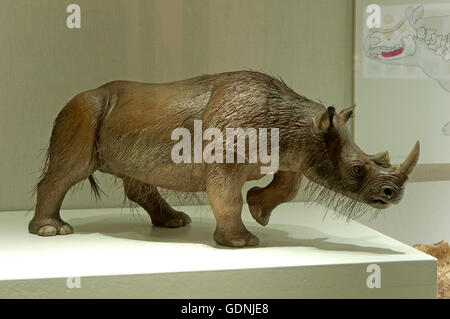 Ausstellung der Überreste gefunden in der Cueva del Angel Kluft, Condes de Santa Ana Palast, Lucena, Cordoba Provinz, Spanien, Europa Stockfoto