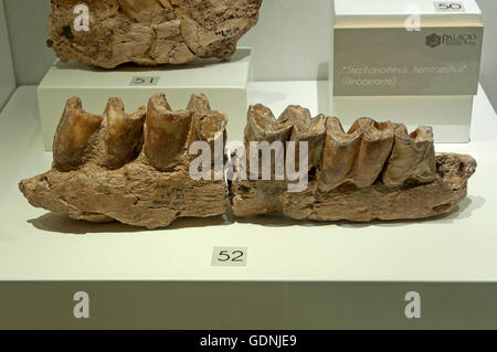 Ausstellung der Überreste gefunden in der Cueva del Angel Kluft, Condes de Santa Ana Palast, Lucena, Cordoba Provinz, Spanien, Europa Stockfoto