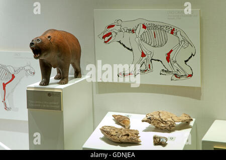 Ausstellung der Überreste gefunden in der Cueva del Angel Kluft, Condes de Santa Ana Palast, Lucena, Cordoba Provinz, Spanien, Europa Stockfoto