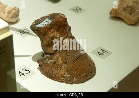 Ausstellung der Überreste gefunden in der Cueva del Angel Kluft, Condes de Santa Ana Palast, Lucena, Cordoba Provinz, Spanien, Europa Stockfoto