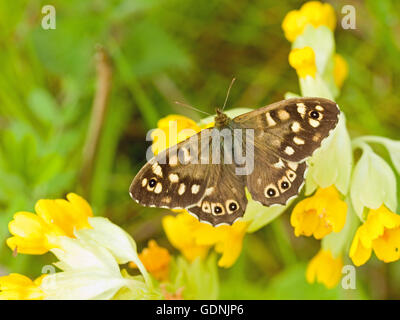 Gesprenkelte Holz Schmetterling auf die Wildblumen Schlüsselblume Stockfoto