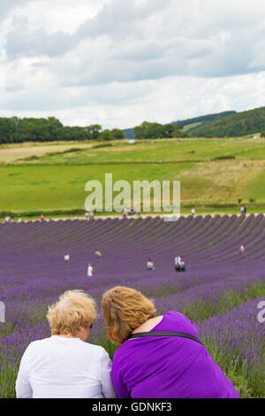 Besucher genießen den Lavendel an einem Tag der offenen Tür in der Lordington Lavender Farm, Lordington, Chichester, West Sussex UK im Juli Stockfoto