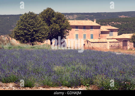 Lavender Farm in der Nähe von Sault Provence Frankreich Stockfoto