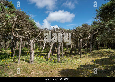 Windgepeitschte Kiefern auf den Sanddünen Formby Zeitpunkt, Merseyside, England. Stockfoto