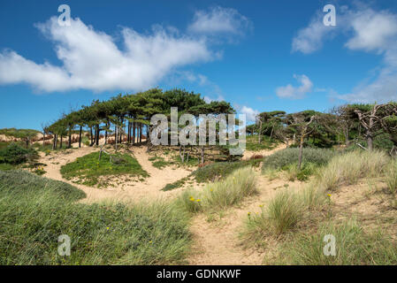 Windgepeitschte Kiefern auf den Sanddünen Formby Zeitpunkt, Merseyside, England. Stockfoto