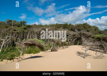 Windgepeitschte Kiefern auf den Sanddünen Formby Zeitpunkt, Merseyside, England. Stockfoto
