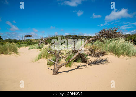 Windgepeitschte Kiefern auf den Sanddünen Formby Zeitpunkt, Merseyside, England. Stockfoto