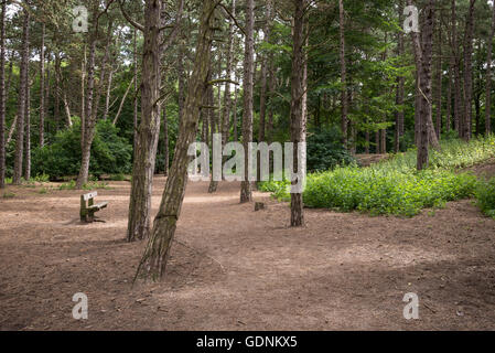 Pfad durch Pinienwälder auf den Spuren der roten Eichhörnchen Formby Zeitpunkt, Merseyside. Stockfoto