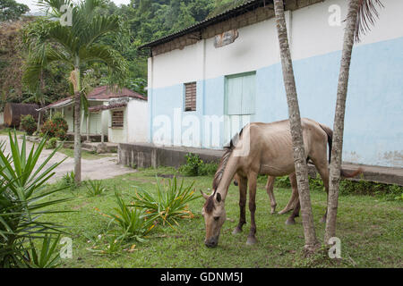 Ein Pferd und Fohlen weiden in das Dorf von Santo Domingo in den Bergen der Sierra Maestra, Kuba Stockfoto