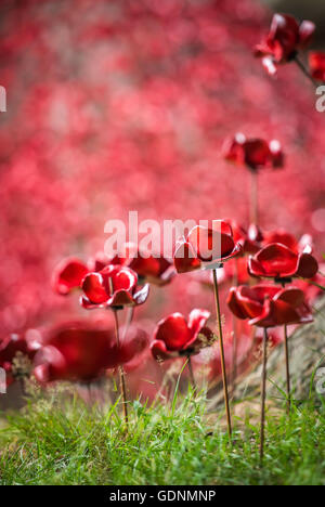 Ein Meer von Mohnblumen am Weinen Fenster zeigen auf der Black Watch Museum in Perth Schottland Stockfoto