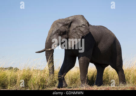 Nahaufnahme von einem niedrigen Winkel der afrikanischen Savanne Elefant Loxodonta Africana kurz nach einem Schlammbad Stockfoto