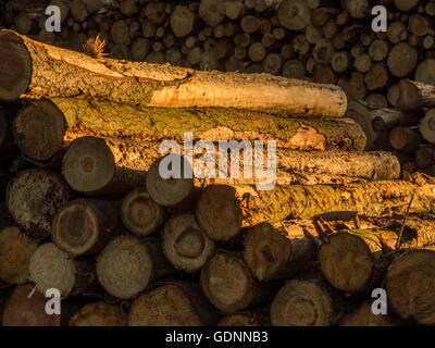 Nahaufnahme Bild der Darstellung kürzlich gefällte Bäume in Log Pfähle, mit Schwerpunkt auf die Form und Gestalt der exponierten Kofferraum gestapelt. Stockfoto